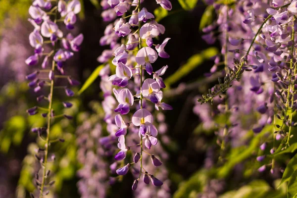 Wisteria Para Pendurar Dia Ensolarado — Fotografia de Stock