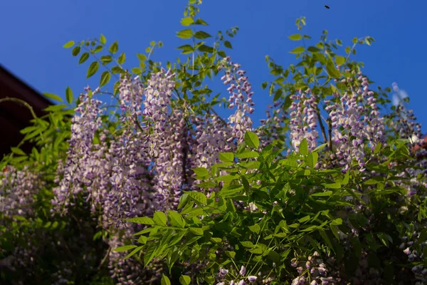 Güneşli bir günde asılmak için salkım.