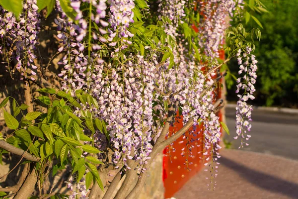 Wisteria Flowers Hanging Thick Curvaceous Branch — 스톡 사진