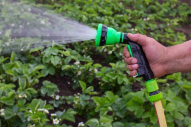 Bahçede hortum spreyi ve sulama bitkileri tutan bahçıvan.