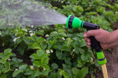Bahçe hortumu olan bir adam çilekleri sulıyor.