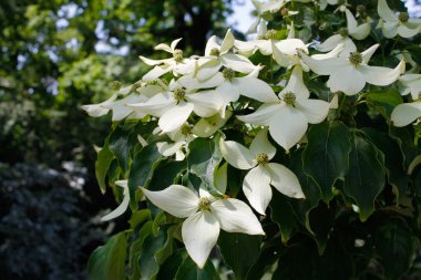 Cornus florida, the flowering dogwood, is a species of flowering plant in the family Cornaceae native to eastern North America and northern Mexico clipart