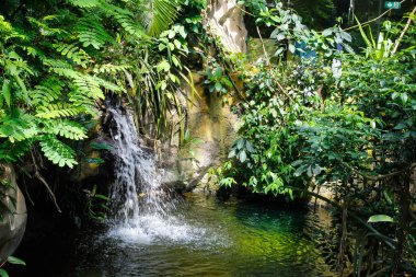 Berlin, Almanya - 30 Mayıs 2019. Berlin Hayvanat Bahçesi'nde tropikal bahçe 