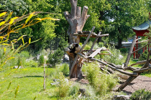 Giant Panda Also Known Panda Bear Simply Panda Berlin Zoo — Stock Photo, Image