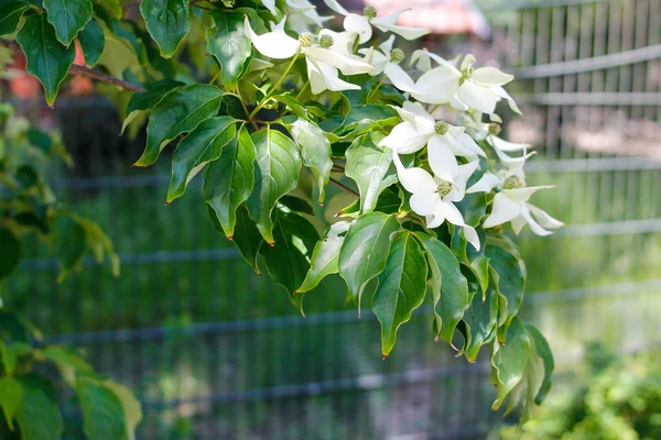 Cornus Florida Kvetoucí Psí Les Druh Kvetoucí Rostliny Čeledi Cornaceae — Stock fotografie