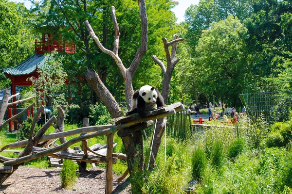 Giant Panda Also Known Panda Bear Simply Panda Berlin Zoo — Stock Photo, Image