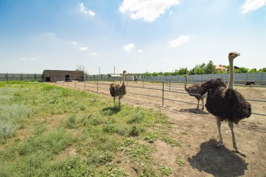 Bir çiftlikte ortak devekuşu grubu (Struthio camelus). 