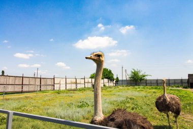 bir çiftlikte erkek deve kuşu