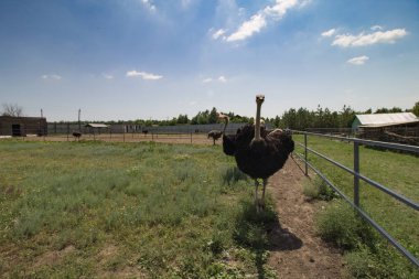 Bir çiftlikte ortak devekuşu grubu (Struthio camelus). 