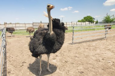 bir çiftlikte erkek deve kuşu