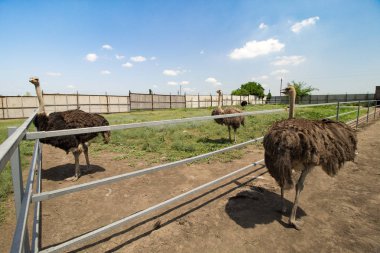 Bir çiftlikte ortak devekuşu grubu (Struthio camelus). 