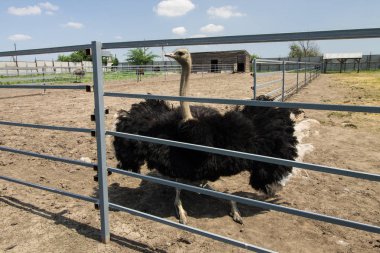 bir çiftlikte erkek deve kuşu