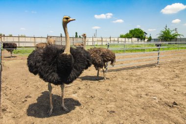 Bir çiftlikte ortak devekuşu grubu (Struthio camelus). 