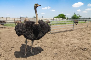 bir çiftlikte erkek deve kuşu