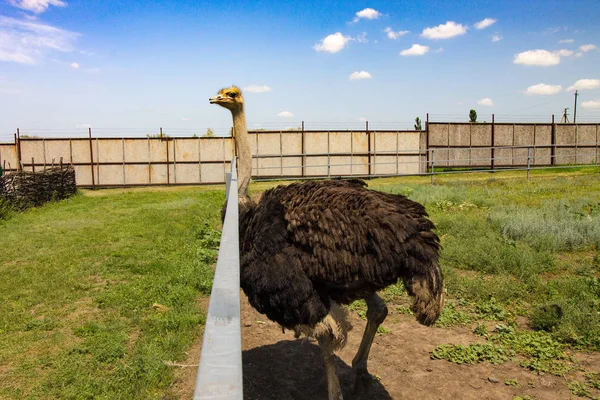 bir çiftlikte erkek deve kuşu