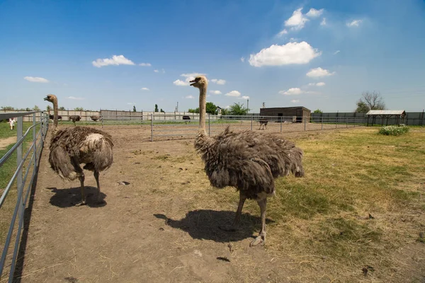 Bir çiftlikte ortak devekuşu grubu (Struthio camelus). 