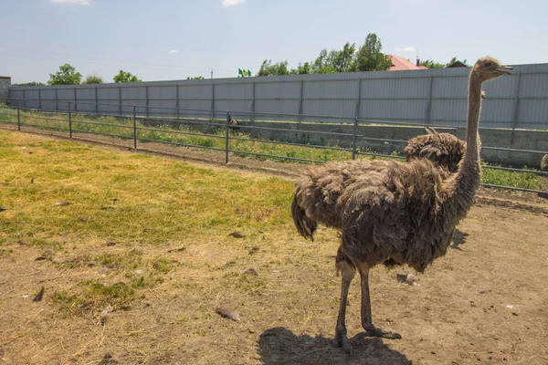 Bir çiftlikte yaygın devekuşu (Struth io camelus). 