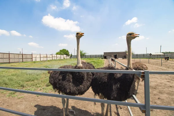 Bir çiftlikte ortak devekuşu grubu (Struthio camelus). 