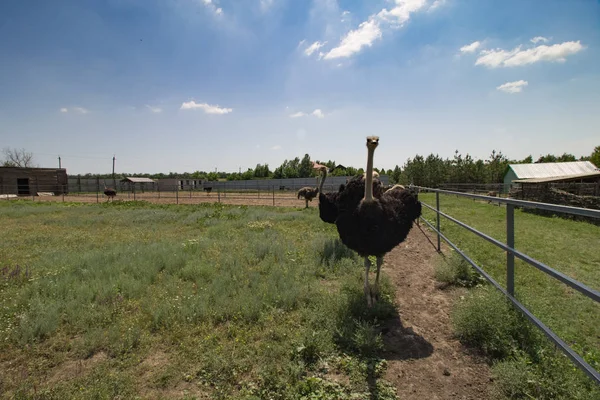 Bir çiftlikte ortak devekuşu grubu (Struthio camelus). 