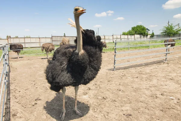 bir çiftlikte erkek deve kuşu