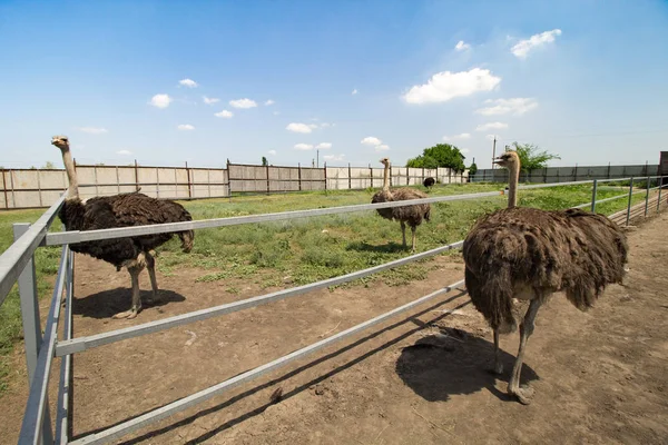 Bir çiftlikte ortak devekuşu grubu (Struthio camelus). 