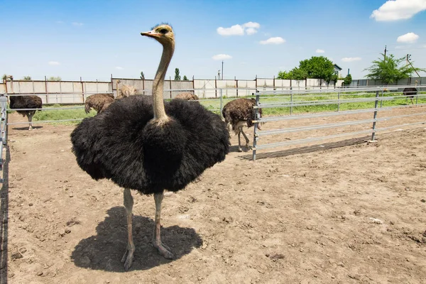 Bir çiftlikte ortak devekuşu grubu (Struthio camelus). 
