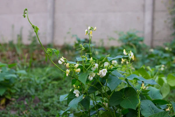Faseolus (fasulye, yabani fasulye) yeşil yapraklı ve çiçekli. Fasulye. Faseolus. Bahçe. Saha. Yeşil yapraklar. Çiçekler..