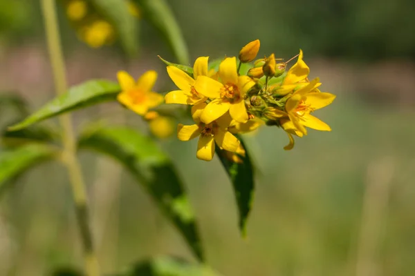 Lysimachia Vulgaris Sarı Gevşetici Bahçe Gevşeticisi — Stok fotoğraf