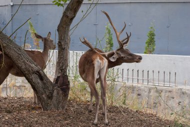 Cherkasy, Ukrayna - 14 Eylül 2019: Çerçeve Hayvanat Bahçesi  