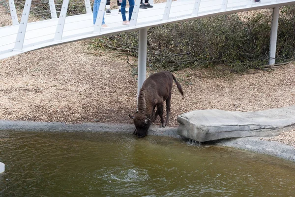 우크라이나 2019 Cherkasy Zoo — 스톡 사진