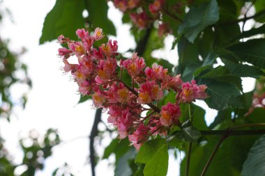 Çiçekli dallar ve kırmızı at kestanesi yaprakları ya da Aesculus x carnea ağacı.