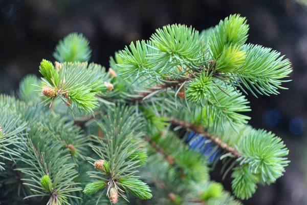 Pine Tree New Fresh Green Twig Abstract Nature Backgrounds — Stock Photo, Image