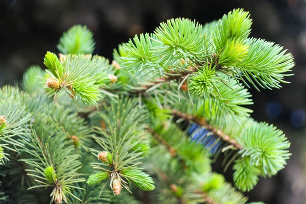 Pine Tree New Fresh Green Twig Abstract Nature Backgrounds — Stock Photo, Image