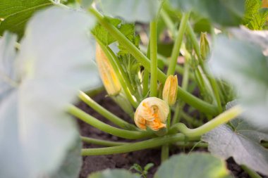 Bahçede olgunlaşmamış kabak ve sarı çiçekler olan yeşil bitki.
