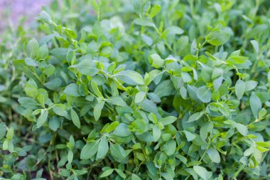 Polygonum aviculare, karabuğday ve iskeletiyle ilgili bir bitkidir. Buna aynı zamanda secde düğümü, kuş otu, yosun ve yaban otları da denir.