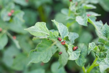 Colorado patates böceğinin kırmızı larvaları patates çalılarının üzerinde. Böcekler patates yaprağı yer.