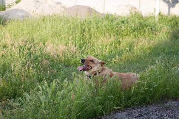 夏に草の中のウンチ犬 — ストック写真