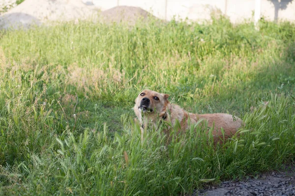 夏に草の中のウンチ犬 — ストック写真
