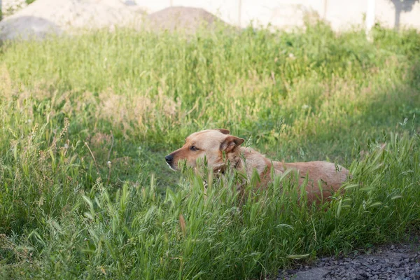 夏に草の中のウンチ犬 — ストック写真