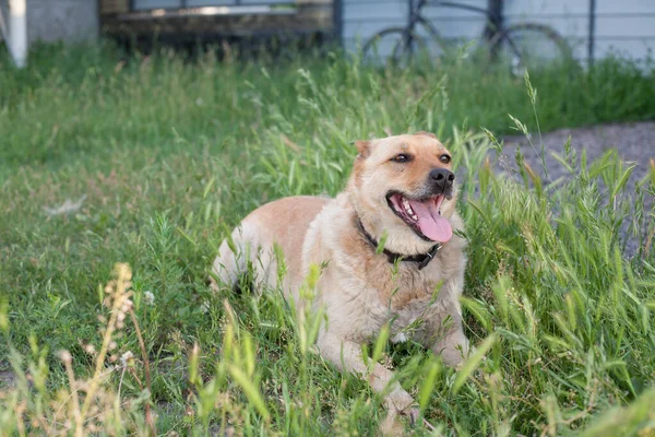 家族犬の笑顔の肖像画 — ストック写真