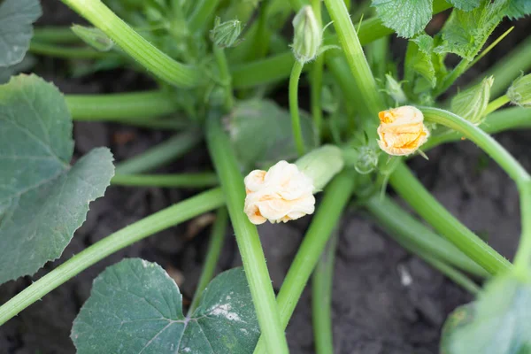 Planta Verde Com Abóbora Não Madura Flores Amarelas Jardim — Fotografia de Stock