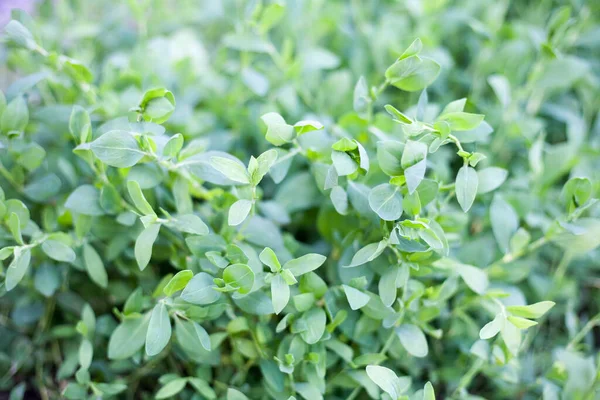 Polygonum Aviculare Eller Vanlig Knop Växt Som Släkt Med Bovete — Stockfoto