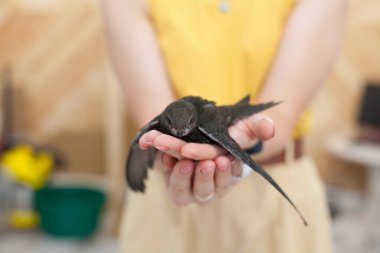 Büyük Britanya 'da kısaca Swift (Apus apus), Avrasya ve Güney Afrika' da kışı geçiren yumuşak kuyruklu, siyah bir kuştur.