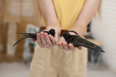 İki genç Apus apus (Common Swift, European Swift, Swift)