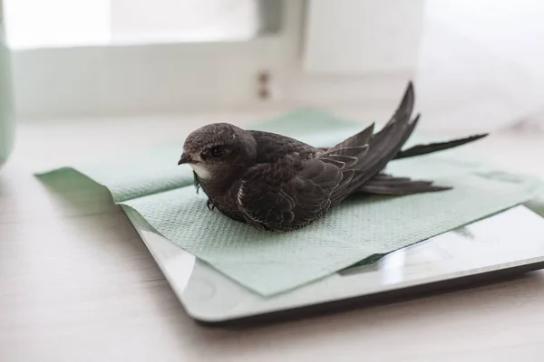 Büyük Britanya 'da kısaca Swift (Apus apus), Avrasya ve Güney Afrika' da kışı geçiren yumuşak kuyruklu, siyah bir kuştur.