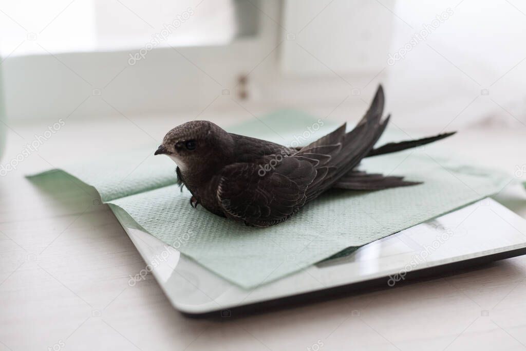 The common swift (Apus apus), called simply swift in Great Britain, is a soft-tailed, black bird that breeds across Eurasia and winters in southern Africa