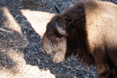 Cherkasy, Ukrayna - 14 Eylül 2020: Çerçeve Hayvanat Bahçesi  