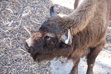 Cherkasy, Ukrayna - 14 Eylül 2020: Çerçeve Hayvanat Bahçesi  