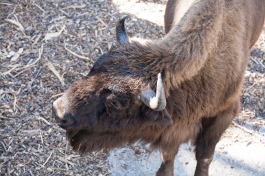 Cherkasy, Ukrayna - 14 Eylül 2020: Çerçeve Hayvanat Bahçesi  