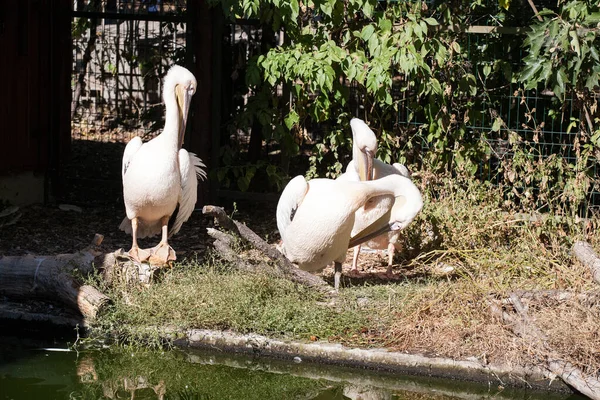 Tscherkasy Ukraine September 2020 Tscherkasy Zoo — Stockfoto